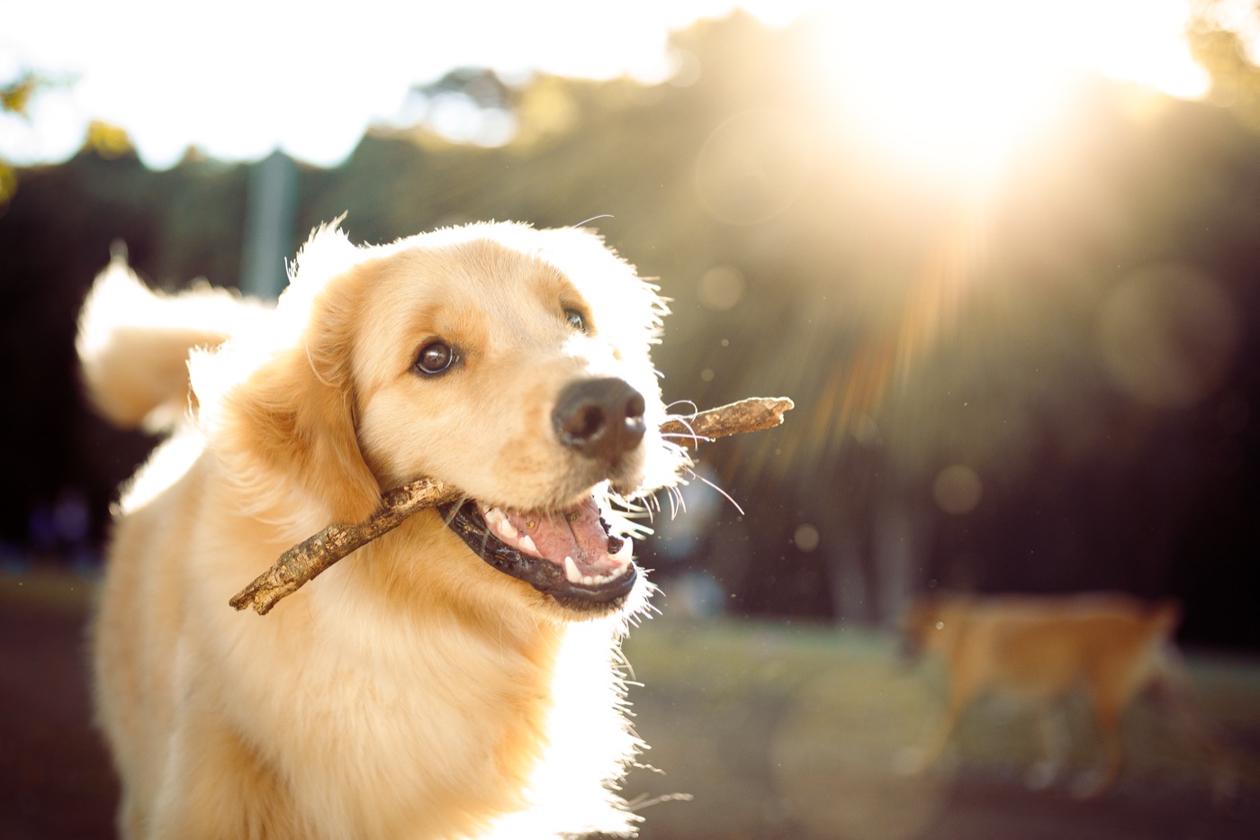 Golden retriever playing with a stick in the sunshine at the pet park