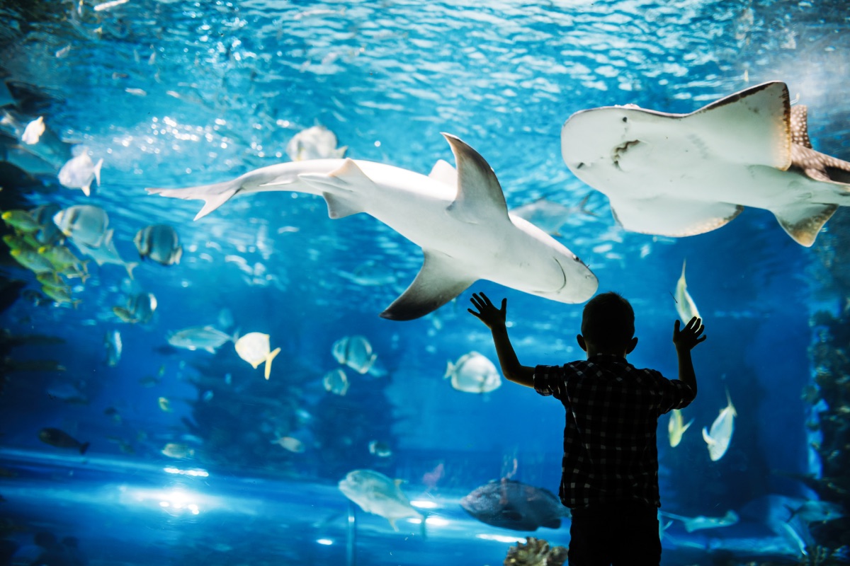 SEA LIFE Charlotte-Concord
